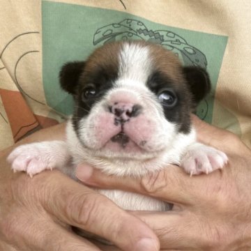 フレンチブルドッグ【山口県・男の子・2025年10月14日・レッドフォーンパイド】の写真「ショートボディの男の子」