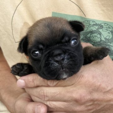 フレンチブルドッグ【山口県・男の子・2025年10月14日・フォーン】の写真「ショートボディの男の子」