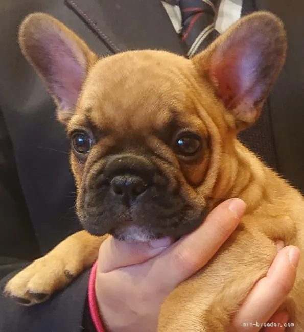 ID：2111-01711の子犬