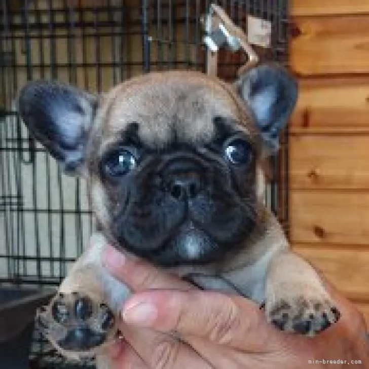 ID：2306-03418の子犬