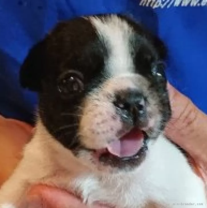 ID：2405-06598の子犬