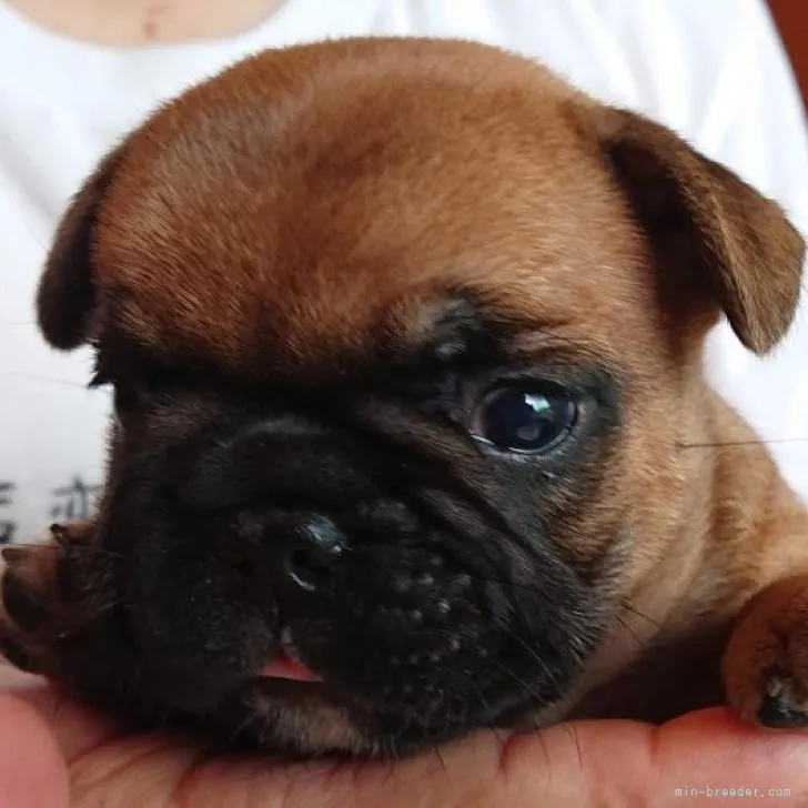 ID：2209-00995の子犬