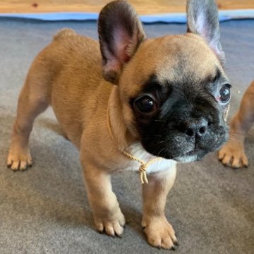 フレンチブルドッグ【山口県・女の子・2023年11月19日・フォーン】の写真「のんびりした性格の女の子」