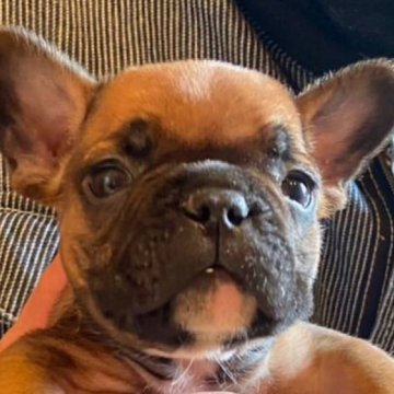 フレンチブルドッグ【山口県・男の子・2022年12月25日・レッドフォーン】の写真「両親外産　期間限定セールお問い合わせ下さい」