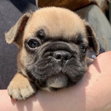 フレンチブルドッグ【山口県・男の子・2024年3月26日・フォーン】の写真「おめめがクリクリとにかく可愛い！」