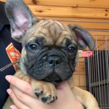 フレンチブルドッグ【山口県・男の子・2023年11月19日・フォーン】の写真「キュートなもちもちほっぺ」