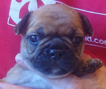 フレンチブルドッグ【山口県・女の子・2021年3月13日・フォーン(レッドフォーン)】の写真「4姉妹スクスク成長中カラーがはっきりしている女の子」