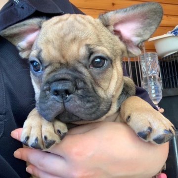 フレンチブルドッグ【山口県・男の子・2023年11月19日・フォーン】の写真「やんちゃで元気な男の子！」