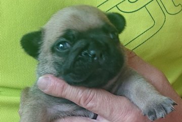 フレンチブルドッグ【山口県・女の子・2021年2月10日・フォーン】の写真「4兄妹、エプロンの可愛い女の子（グリーン）」