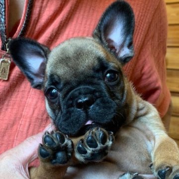 フレンチブルドッグ【山口県・女の子・2024年1月8日・レッドフォーン】の写真「好奇心旺盛な女の子」