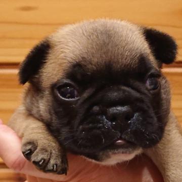 フレンチブルドッグ【山口県・男の子・2022年6月13日・フォーン】の写真「両親外産、次の出産が近いため７日迄限定セール」