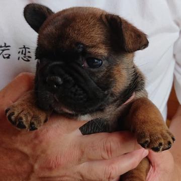 フレンチブルドッグ【山口県・女の子・2022年8月9日・レッドフォーン(チョコタン)】の写真「レッドフォーンのチョコタンみたいなカラー」
