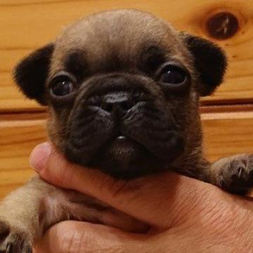 フレンチブルドッグ【山口県・女の子・2022年6月13日・フォーン】の写真「両親外産、次の出産が近いため７日迄限定セール」