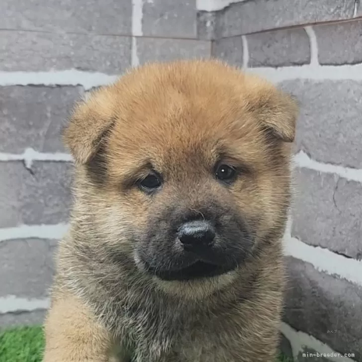 柴犬(標準サイズ)【茨城県・男の子・2025年10月3日・赤 茶色】の写真1