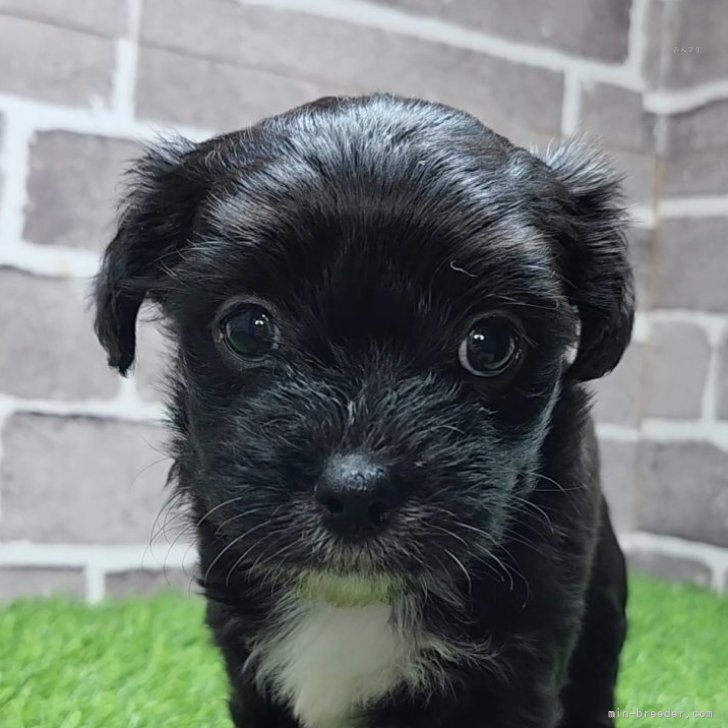 ブリーダー画像