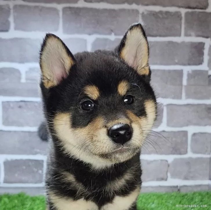 ID：2502-04235の子犬