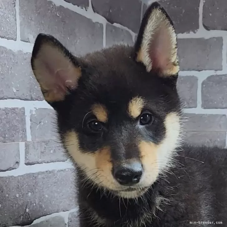 ID：2508-05515の子犬