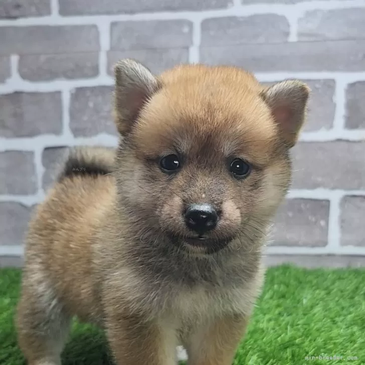 T.S 様のお迎えした子犬