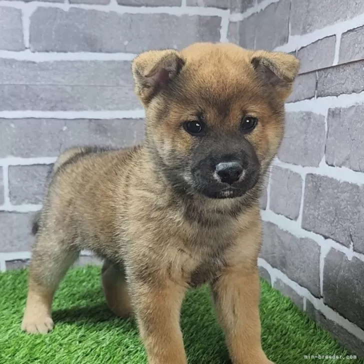 Y.S 様のお迎えした子犬
