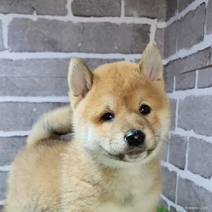 ID:2503-00782の子犬