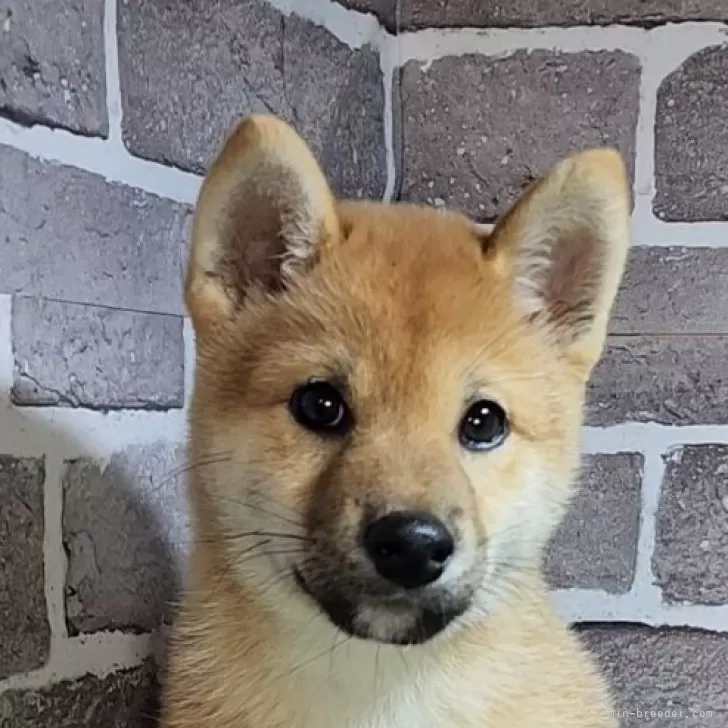 ID：2410-01987の子犬