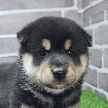 柴犬(標準サイズ)【茨城県・男の子・2025年7月21日・黒 ブラック】の写真「配色もキレイなイケメン君🐶」