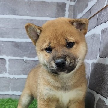 柴犬(標準サイズ)【茨城県・男の子・2025年3月23日・赤 茶色】の写真「人懐っこくて元気いっぱい🐶」
