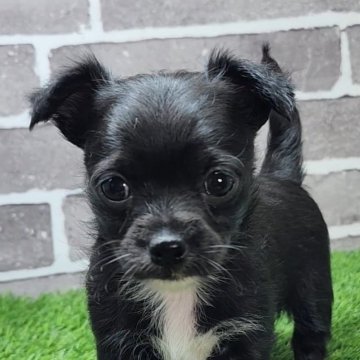 チワプー(チワワ×トイプードル)【茨城県・女の子・2025年10月10日・ブラック&ホワイト】の写真「ちっちゃくて好奇心旺盛です🐕️」