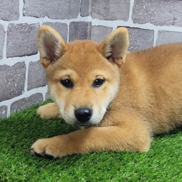 柴犬(標準サイズ)【茨城県・男の子・2025年5月17日・赤 茶色】の写真「とても元気な男の子です☺️」