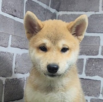 柴犬(標準サイズ)【茨城県・女の子・2025年8月13日・赤 茶色】の写真「元気な女の子です🐶」