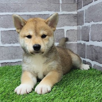 柴犬(標準サイズ)【茨城県・女の子・2025年3月20日・赤 茶色】の写真「小柄な美人さんです🐶」