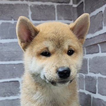 柴犬(標準サイズ)【茨城県・女の子・2025年8月13日・赤 茶色】の写真「元気な女の子です🐶」
