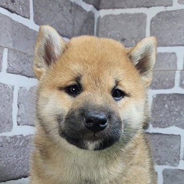 柴犬(標準サイズ)【茨城県・男の子・2025年11月3日・赤 茶色】の写真「とても人懐っこくて可愛い男の子🐶」