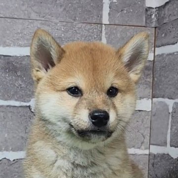 柴犬(標準サイズ)【茨城県・男の子・2025年10月19日・赤 茶色】の写真「とても元気なイケメン君🐶」