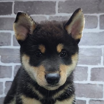 柴犬(標準サイズ)【茨城県・男の子・2025年7月21日・黒 ブラック】の写真「配色もキレイでとても元気なイケメン君🐶」