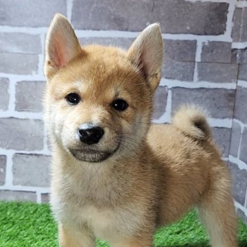 柴犬(標準サイズ)【茨城県・男の子・2024年12月24日・赤 茶色】の写真「小柄で元気な男の子です🐶」