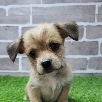 チワプー(チワワ×トイプードル)【茨城県・男の子・2025年1月30日・ブリンドル】の写真「元気いっぱいな男の子です☺️」