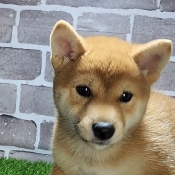 柴犬(標準サイズ)【茨城県・女の子・2024年8月27日・赤 茶色】の写真「可愛い女の子🐶」