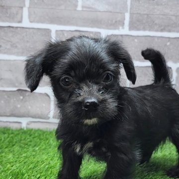 チワプー(チワワ×トイプードル)【茨城県・男の子・2025年1月30日・ブラック】の写真「大人しい男の子🐩」