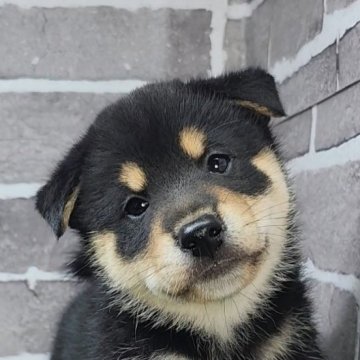 柴犬(標準サイズ)【茨城県・男の子・2025年5月19日・黒 ブラック】の写真「好奇心旺盛でとても元気です🐶」