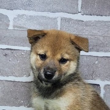 柴犬(標準サイズ)【茨城県・女の子・2025年3月23日・赤 茶色】の写真「おっとりとしたマイペースな美人さんです🐶」