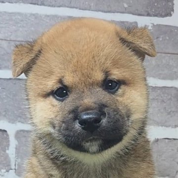 柴犬(標準サイズ)【茨城県・男の子・2025年8月18日・赤 茶色】の写真「とても元気で好奇心旺盛な男の子🐶」
