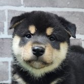 柴犬(標準サイズ)
