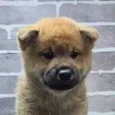 柴犬(標準サイズ)【茨城県・男の子・2025年10月3日・赤 茶色】の写真1