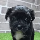 チワプー(チワワ×トイプードル)【茨城県・女の子・2025年10月10日・ブラック&ホワイト】の写真1