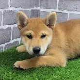 柴犬(標準サイズ)