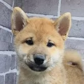 柴犬(標準サイズ)