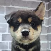 柴犬(標準サイズ)