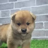 柴犬(標準サイズ)【茨城県・男の子・2025年4月1日・赤 茶色】の写真1
