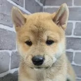 柴犬(標準サイズ)